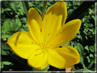 foto Fiori